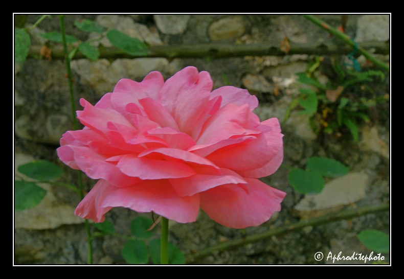 009 Fleurs